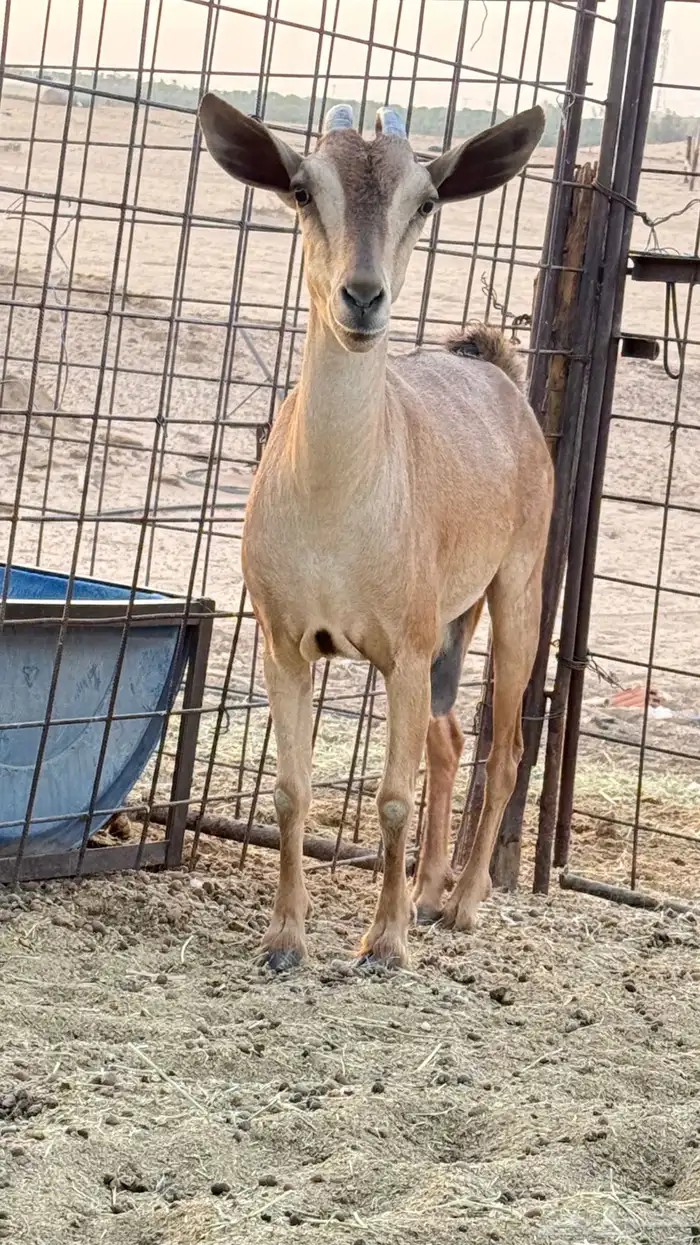 عنز جنوبيه 0