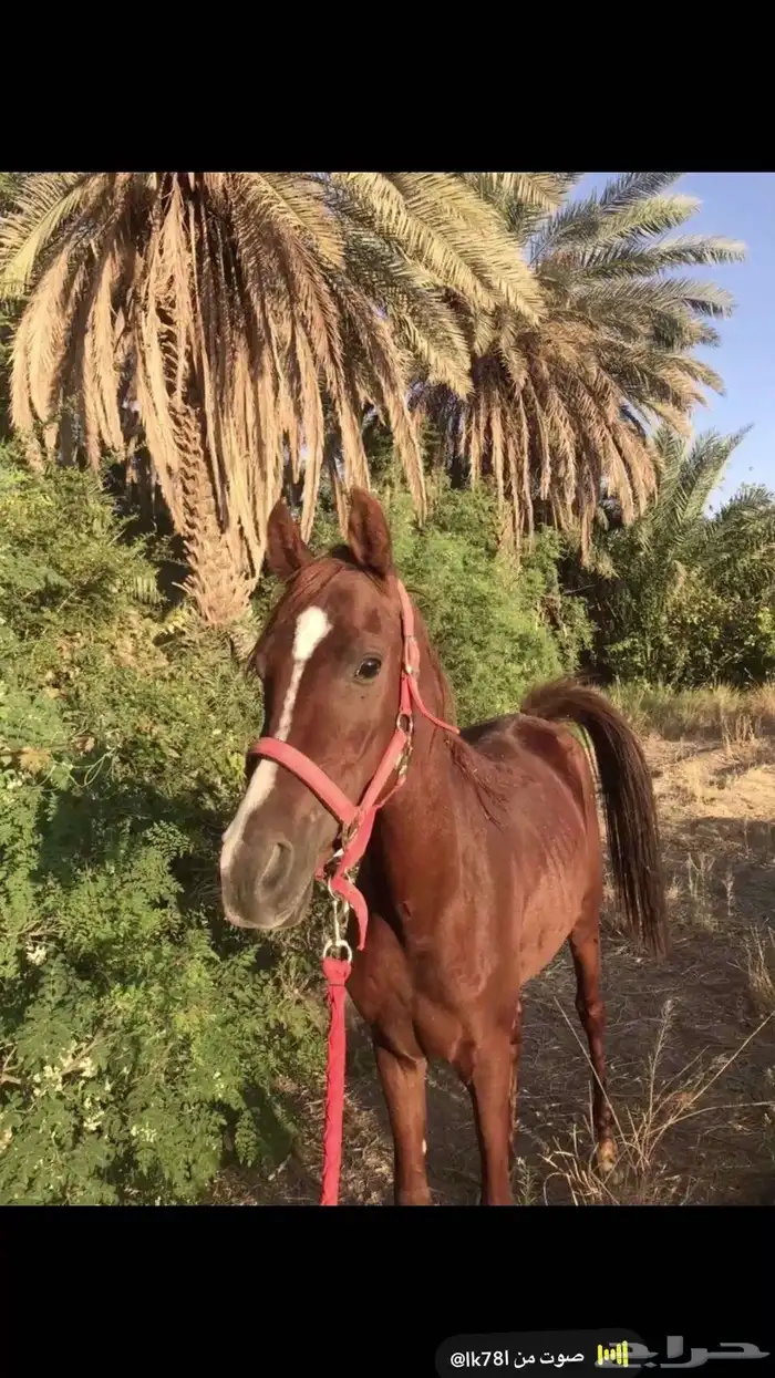 للبيع مهر شعبي 2