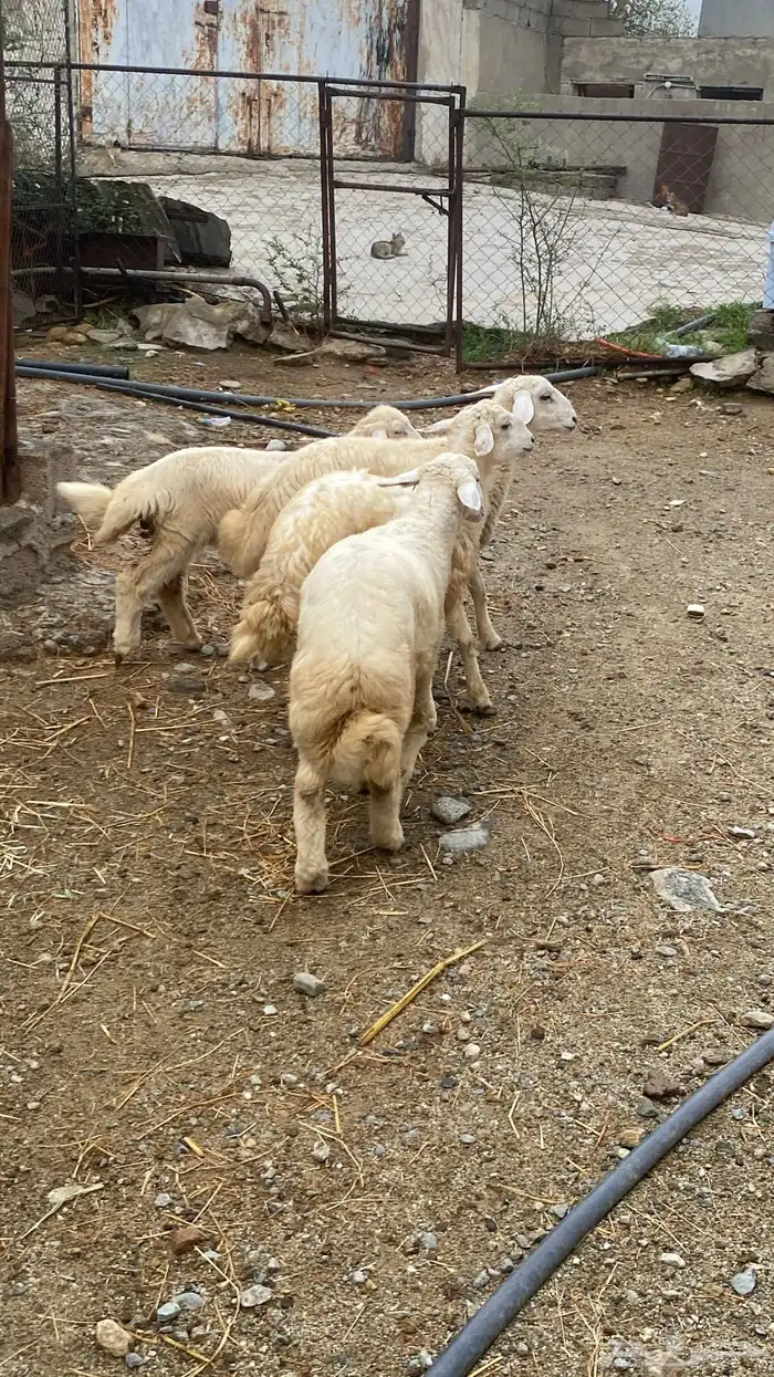 3 خرفان ورخل.ذبايح ثلاجة 11