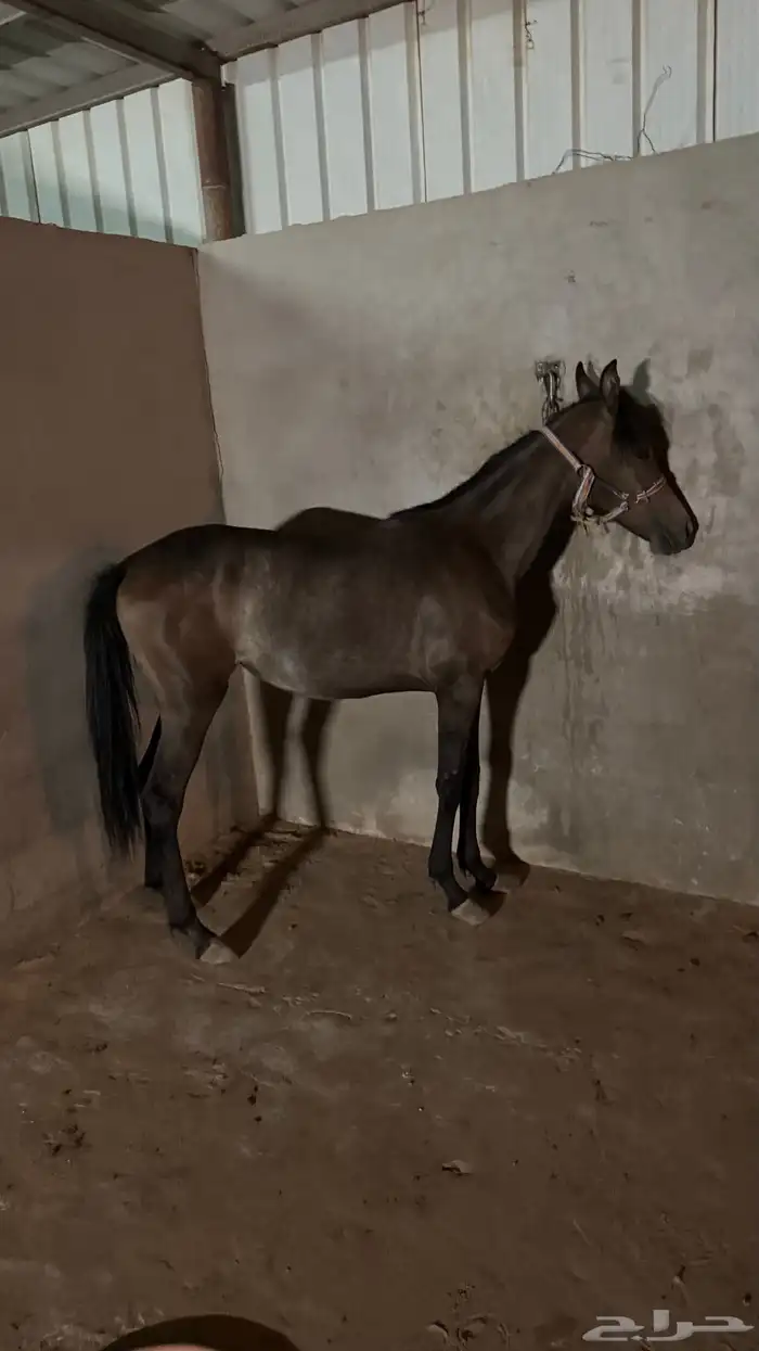 مهره عربية شعبية 1