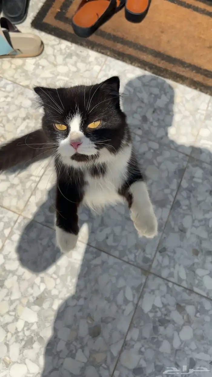 بسس اليفين جدا غير مؤذيين 0
