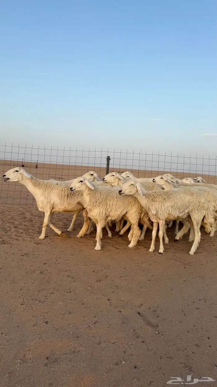 رخال حريات دفيع صنف فاخر حرش 0