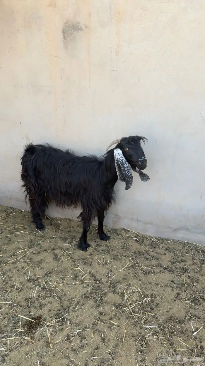 عنز عارضيه 1
