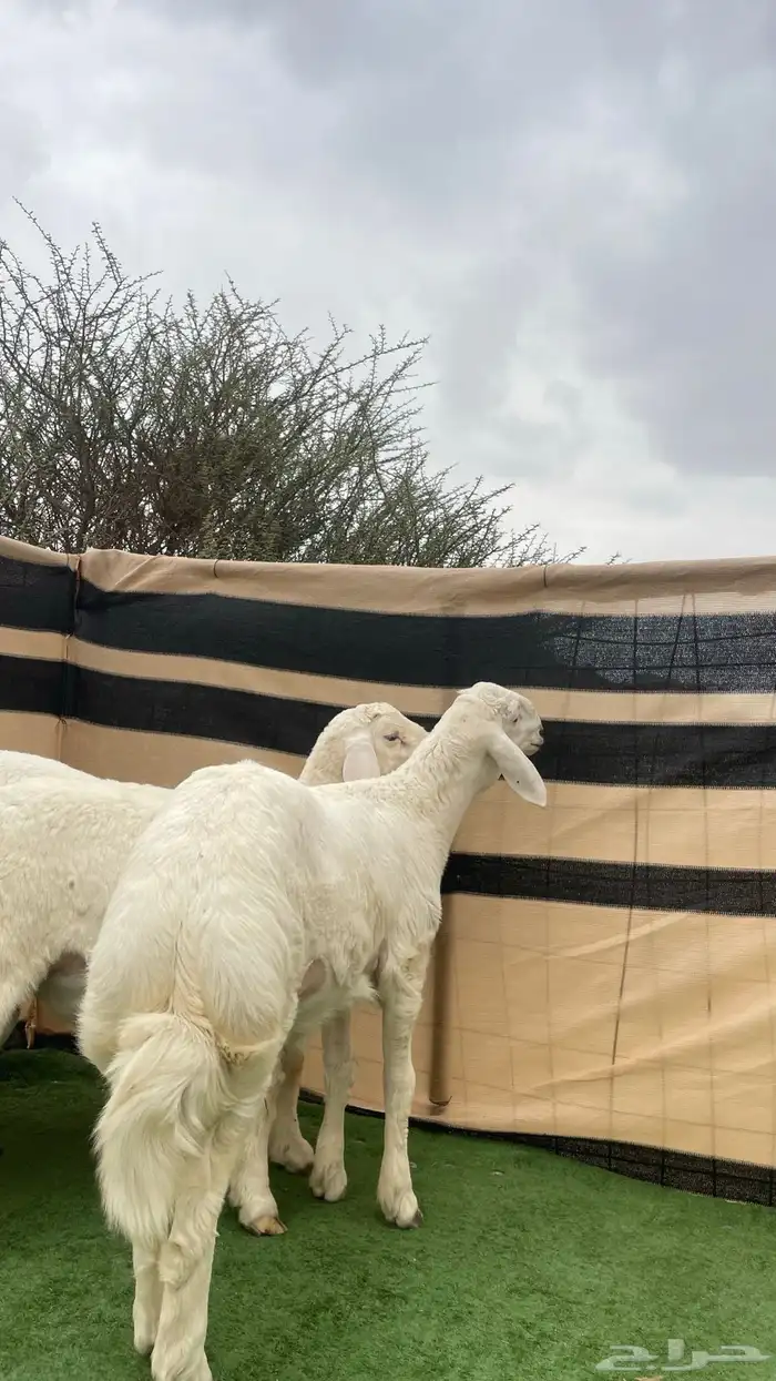 مشاريع فحول صنف 6