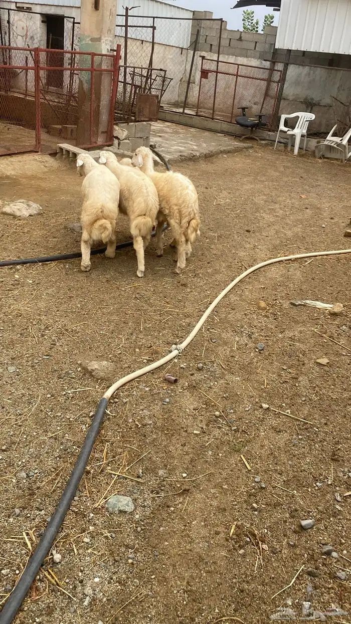3 خرفان ورخل.ذبايح ثلاجة 15