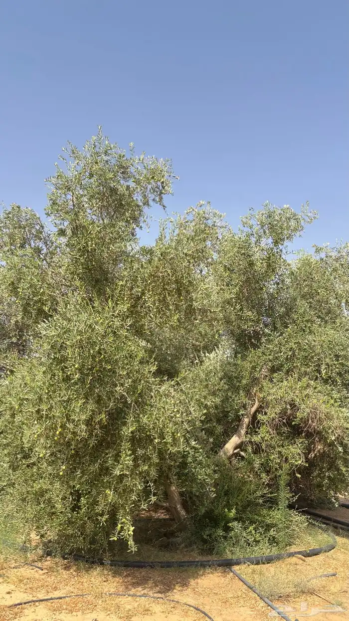 بيع ثمر الزيتون 1