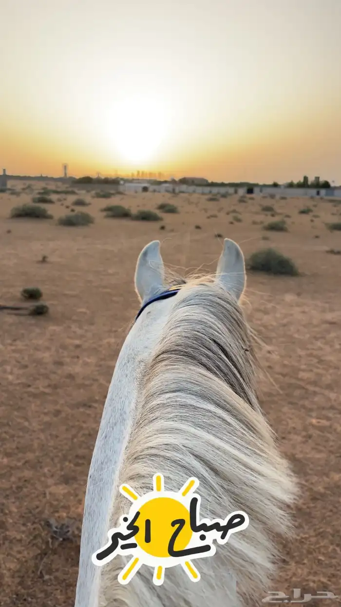 حصان شعبي للبيع 4