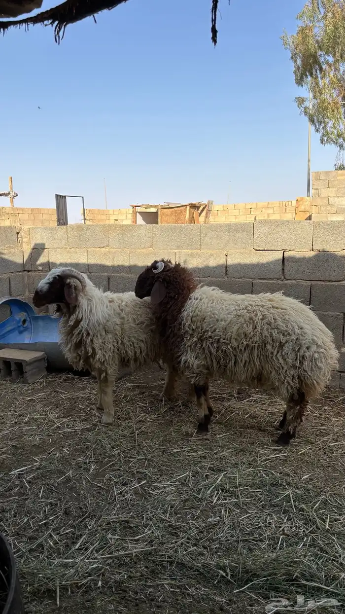 خرفان نعيمي جبره 5