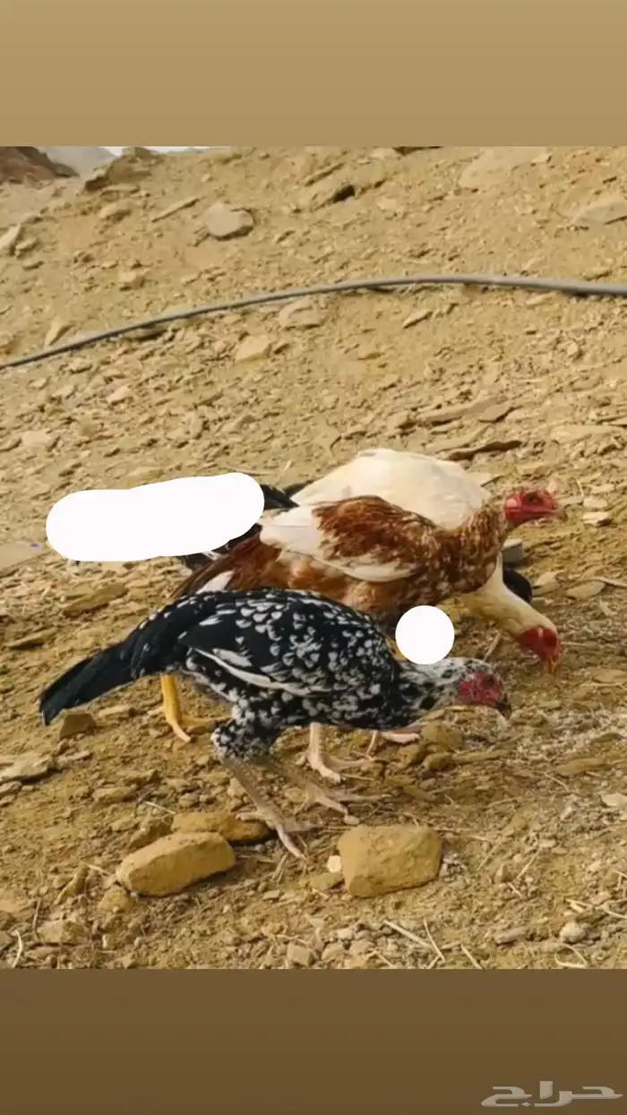 زوجين دجاج سندي ( ناوان ) 1