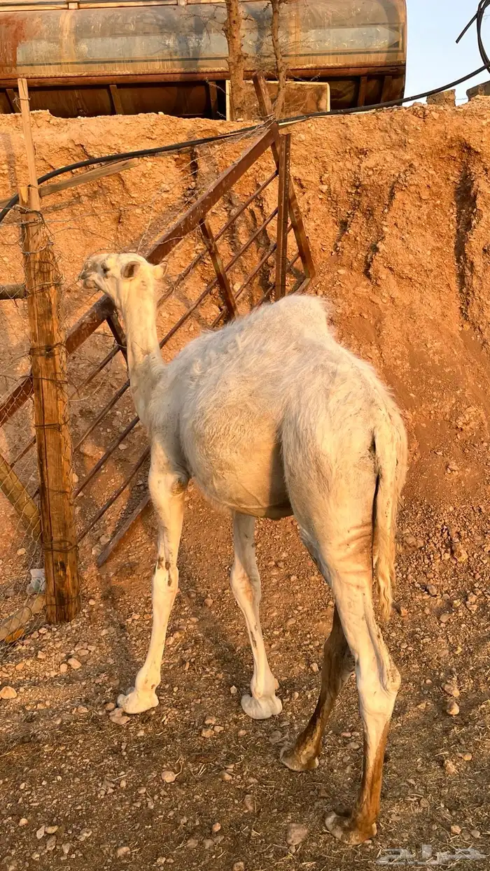 للبيع قعود طايش 1