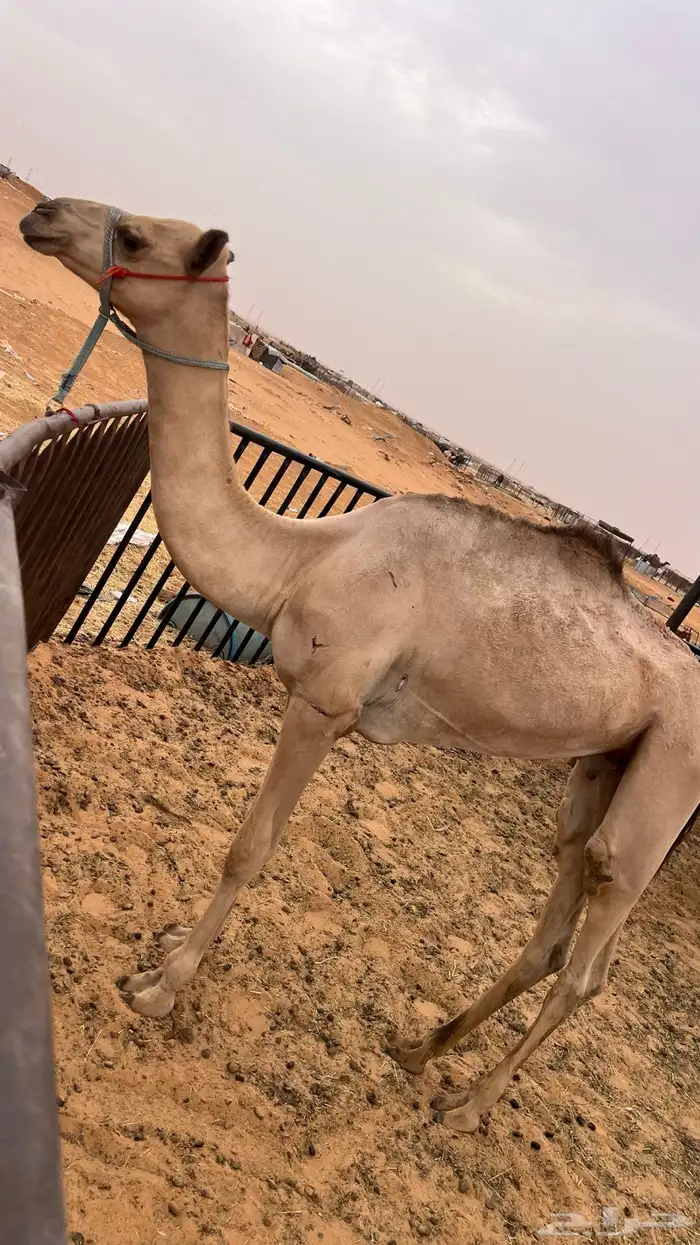 للبيع قعود مفرود 0