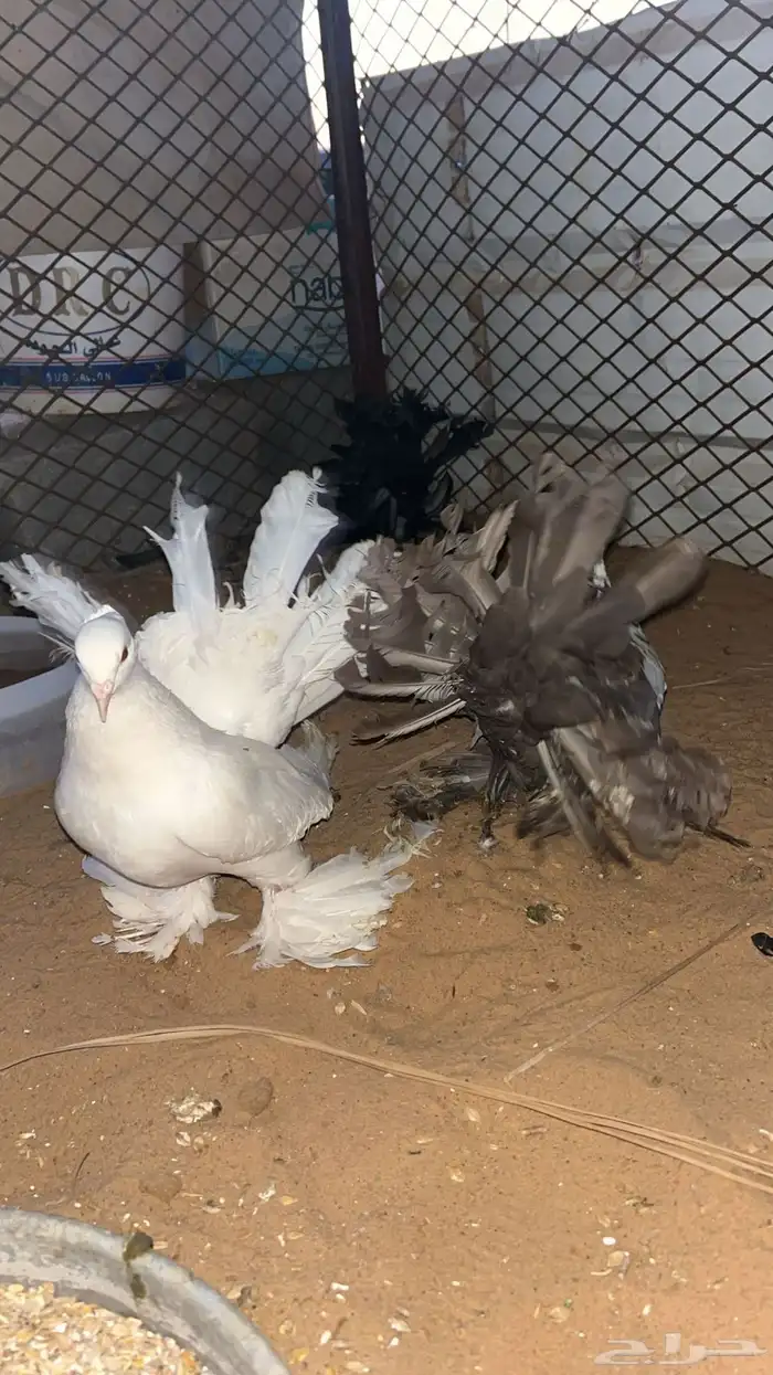 حمام رقاص 0