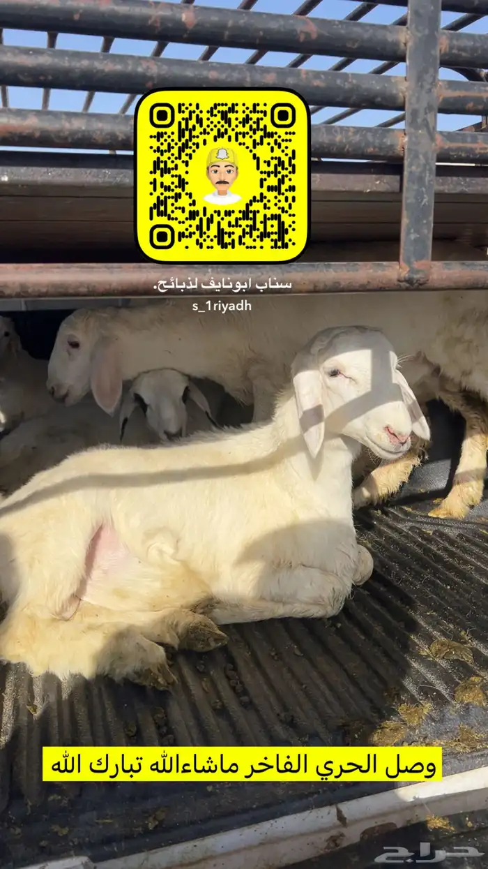 ذبايح ذبيحه نعيم هرفي جبر نعيمي وسط حري هرافي حريات لباني. 8
