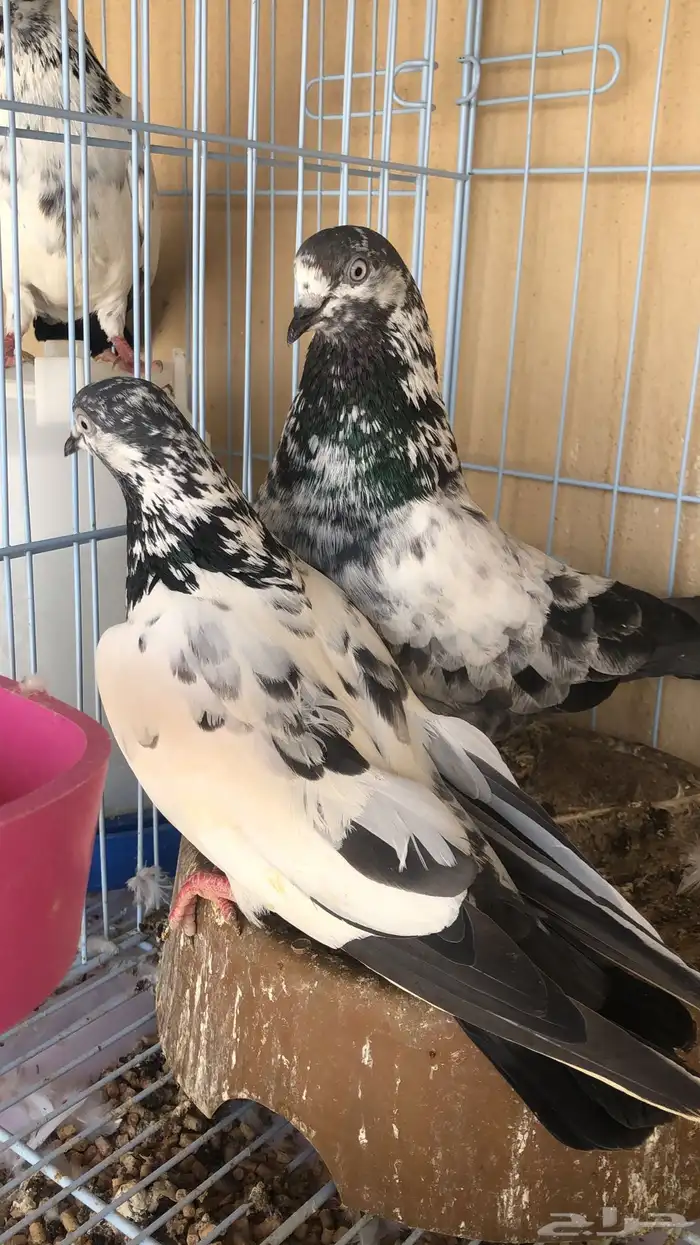 حمام باكستاني 2