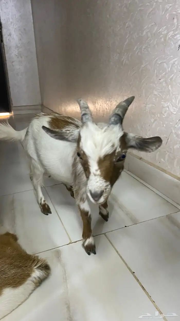 للبيع ماعز قزم اثنين 0
