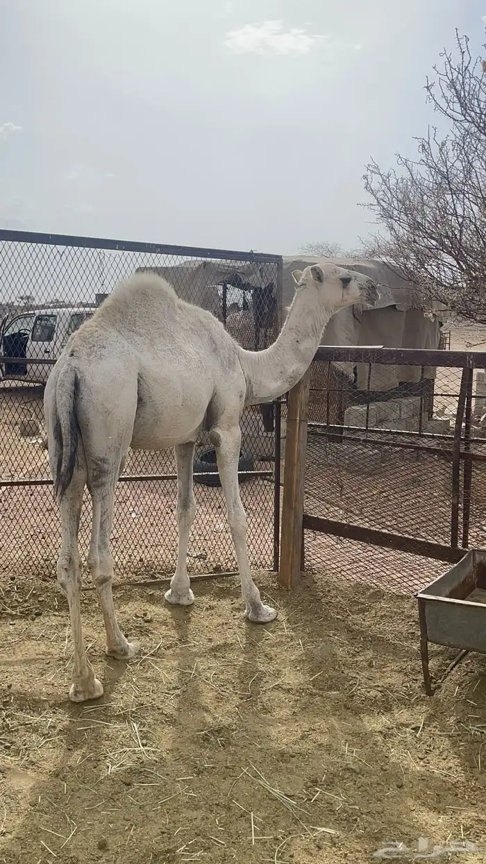 قعدان للبيع 5