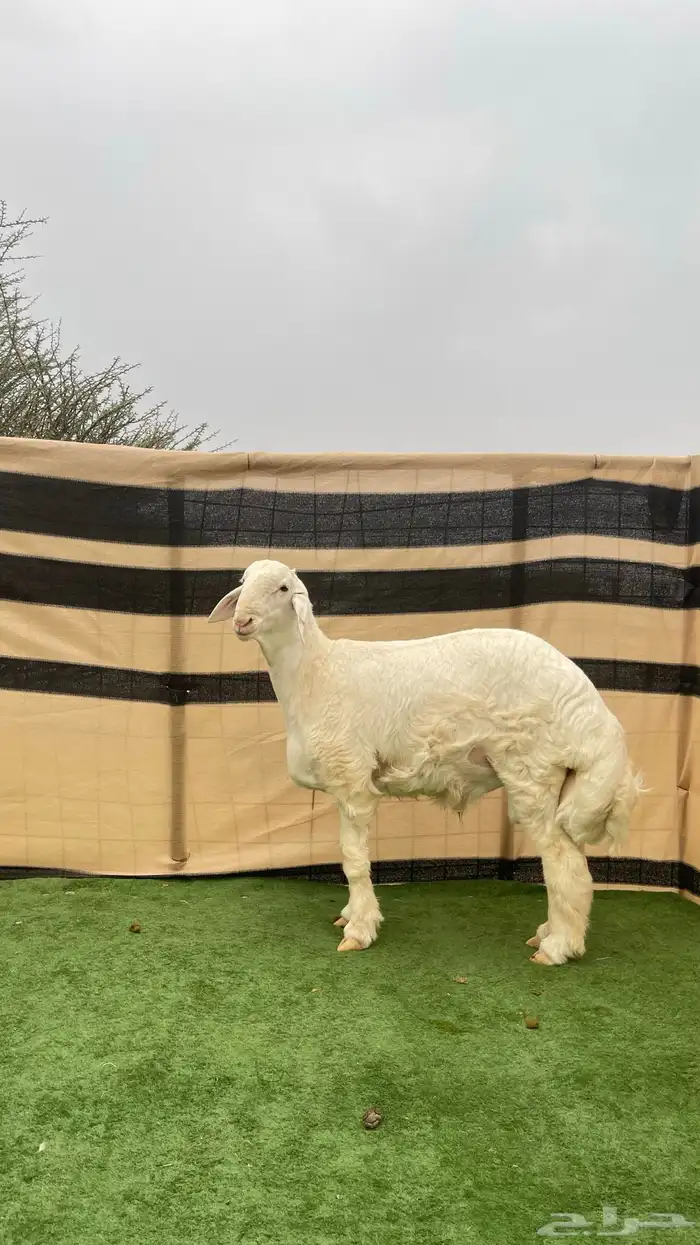 مشاريع فحول صنف 3