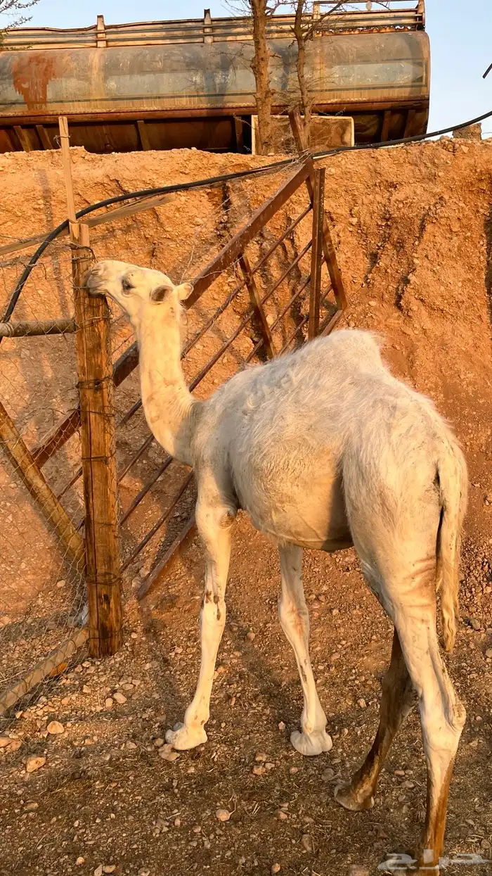 للبيع قعود طايش 0