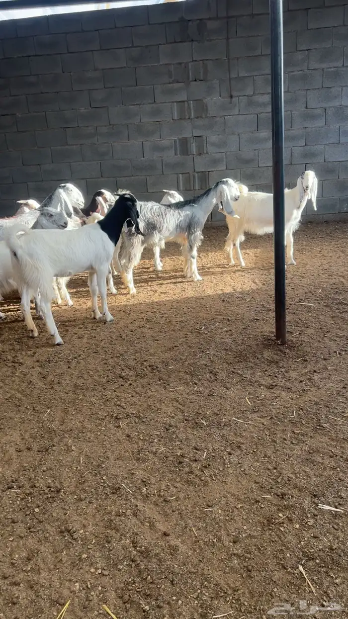 ( تم البيع ) جفار ضرايب صنف 3