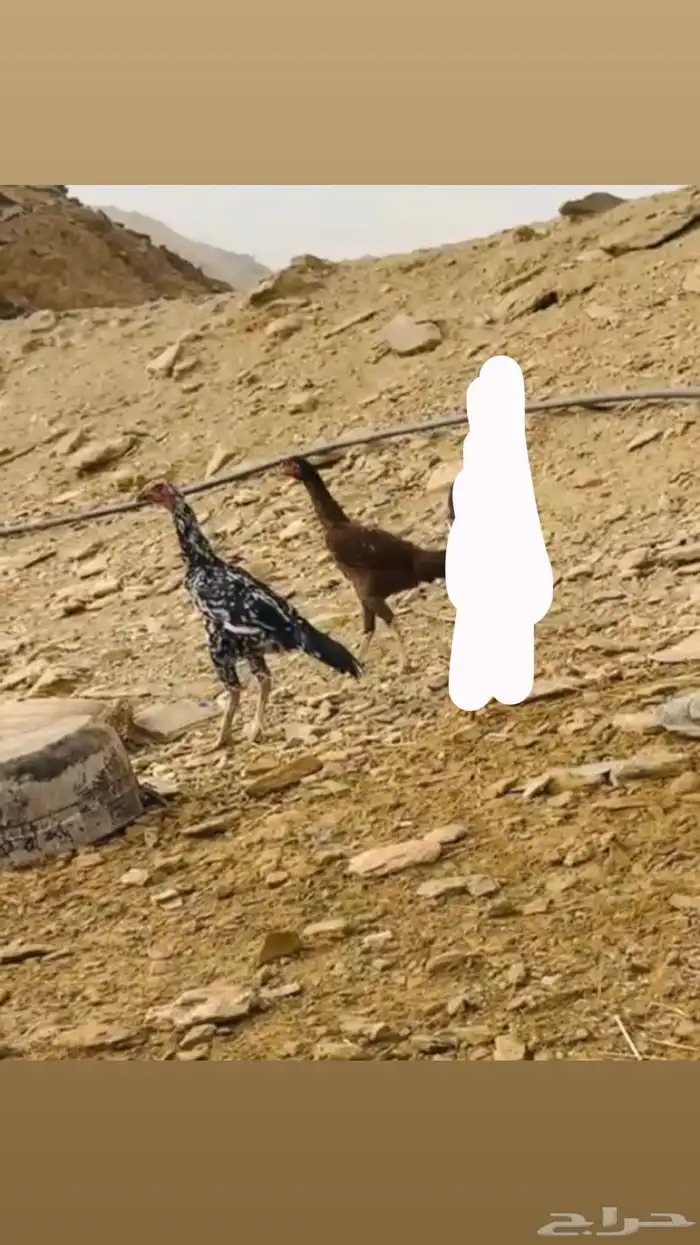 زوجين دجاج سندي ( ناوان ) 4