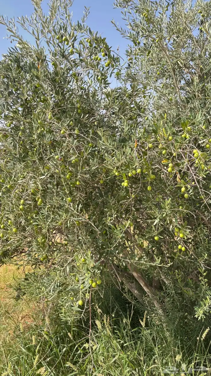 بيع ثمر الزيتون 3