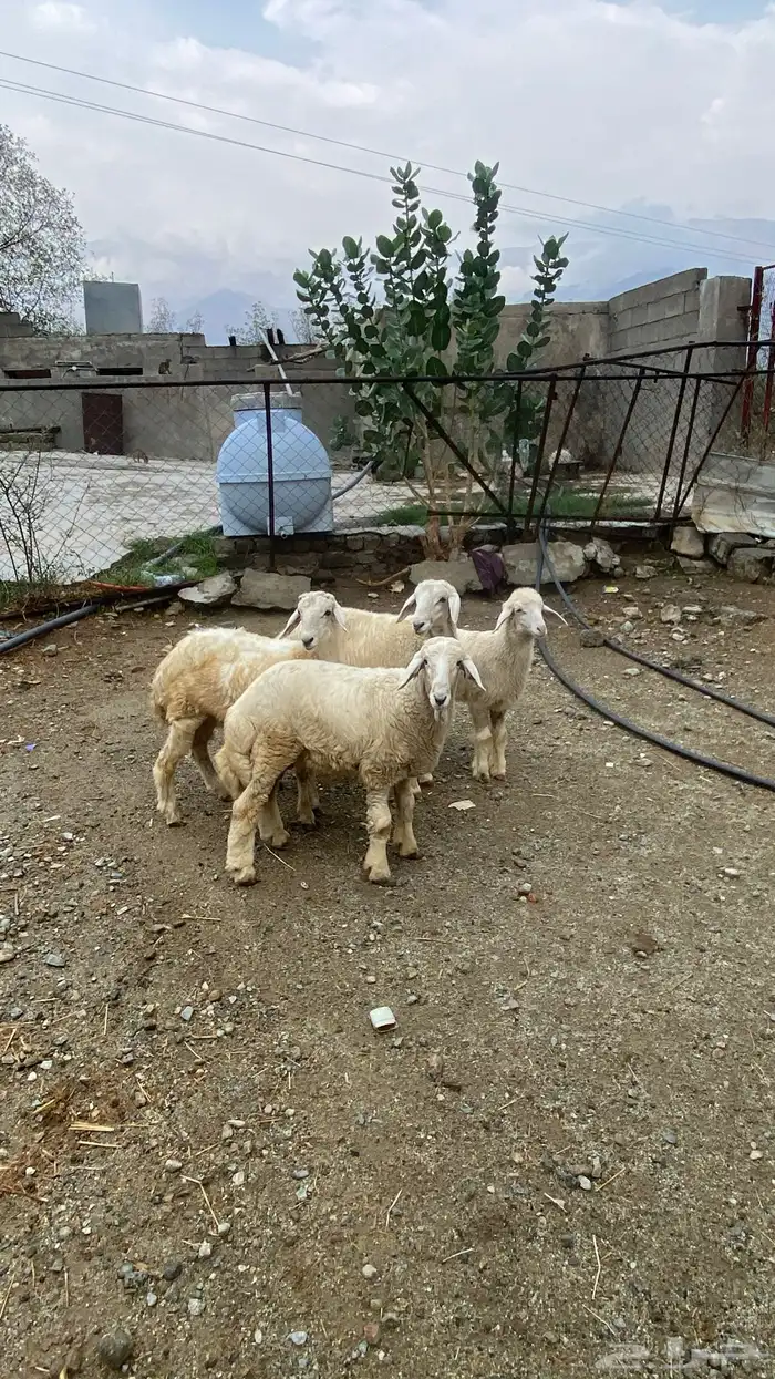 3 خرفان ورخل.ذبايح ثلاجة 6