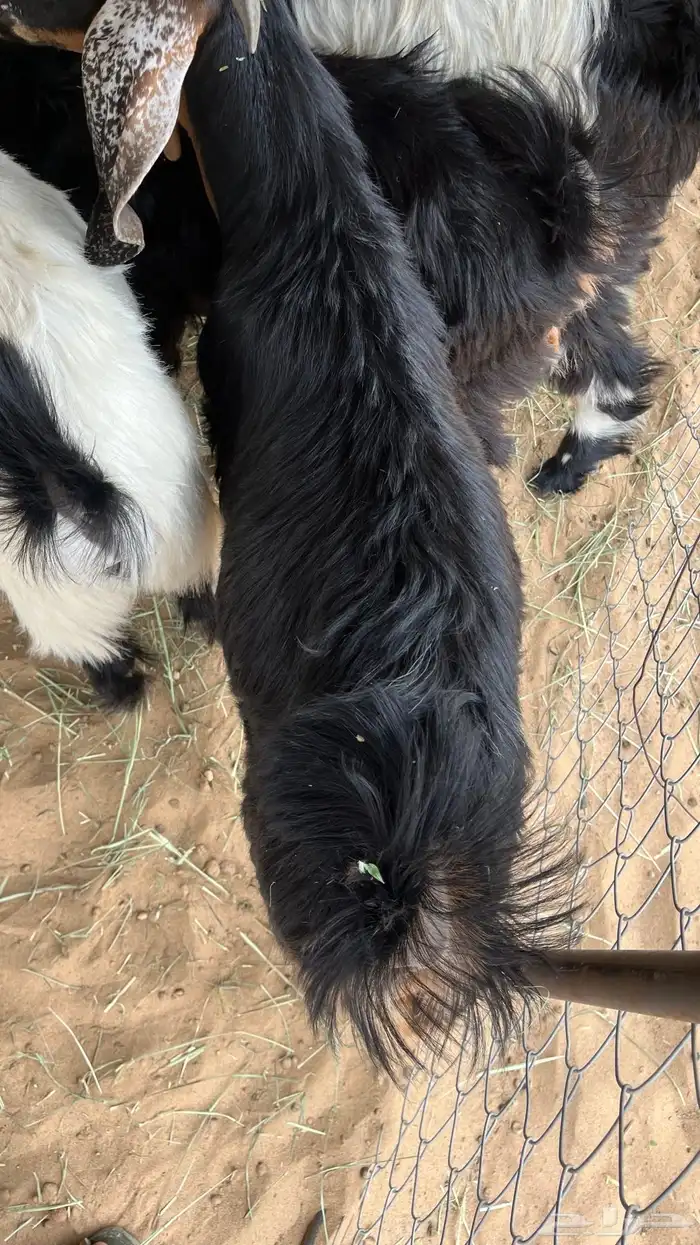 تيوس لبانيه مقنا وذبح 3