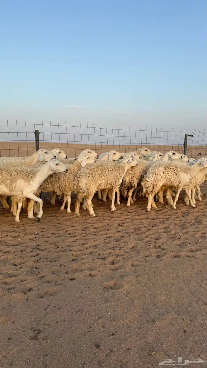 رخال حريات دفيع صنف فاخر حرش 13