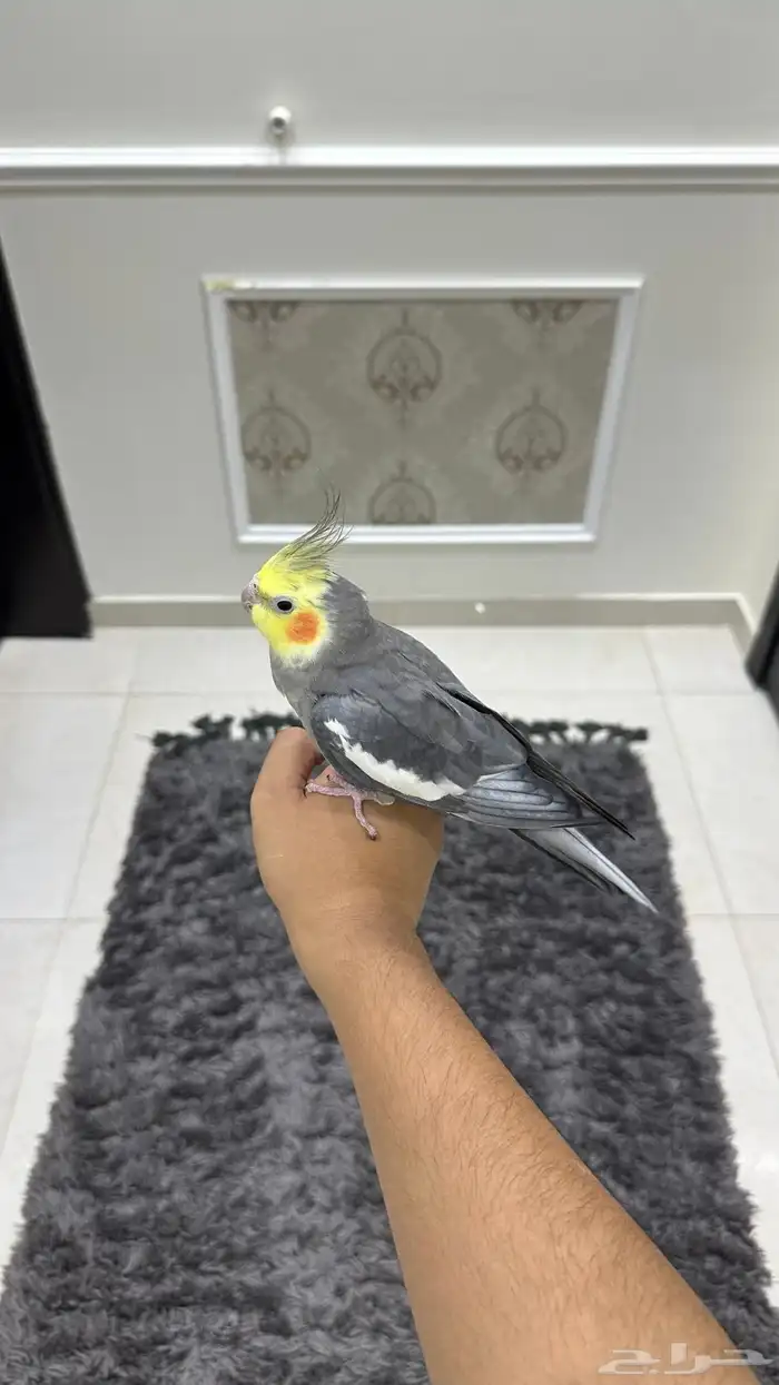 كروان اليف وهدد ومتكلم ( تم البيع) 4