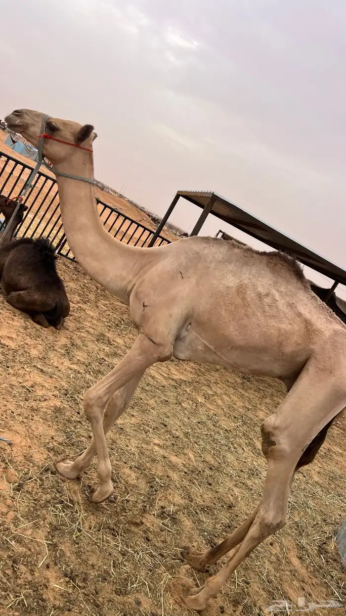 للبيع قعود مفرود 1