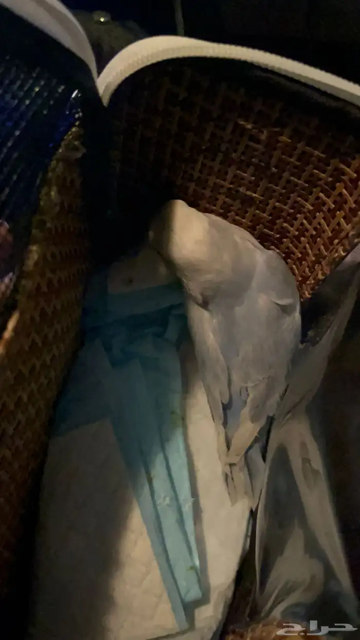 طيور روز للبيع 1
