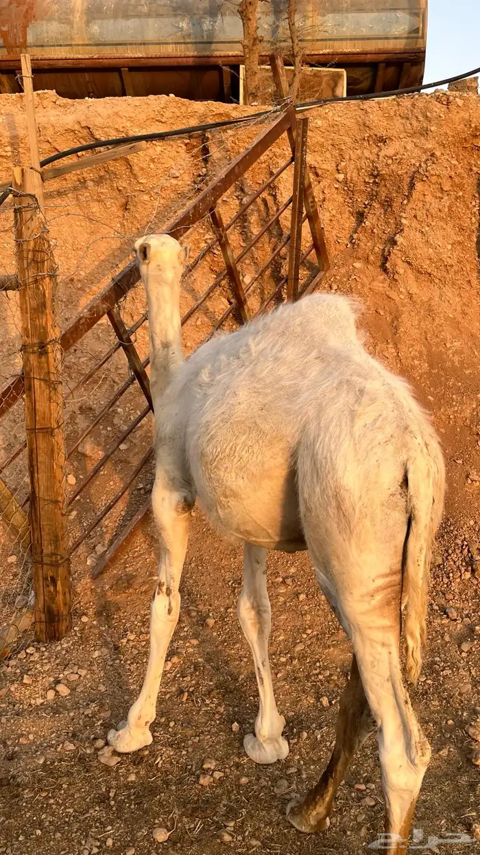 للبيع قعود طايش 2