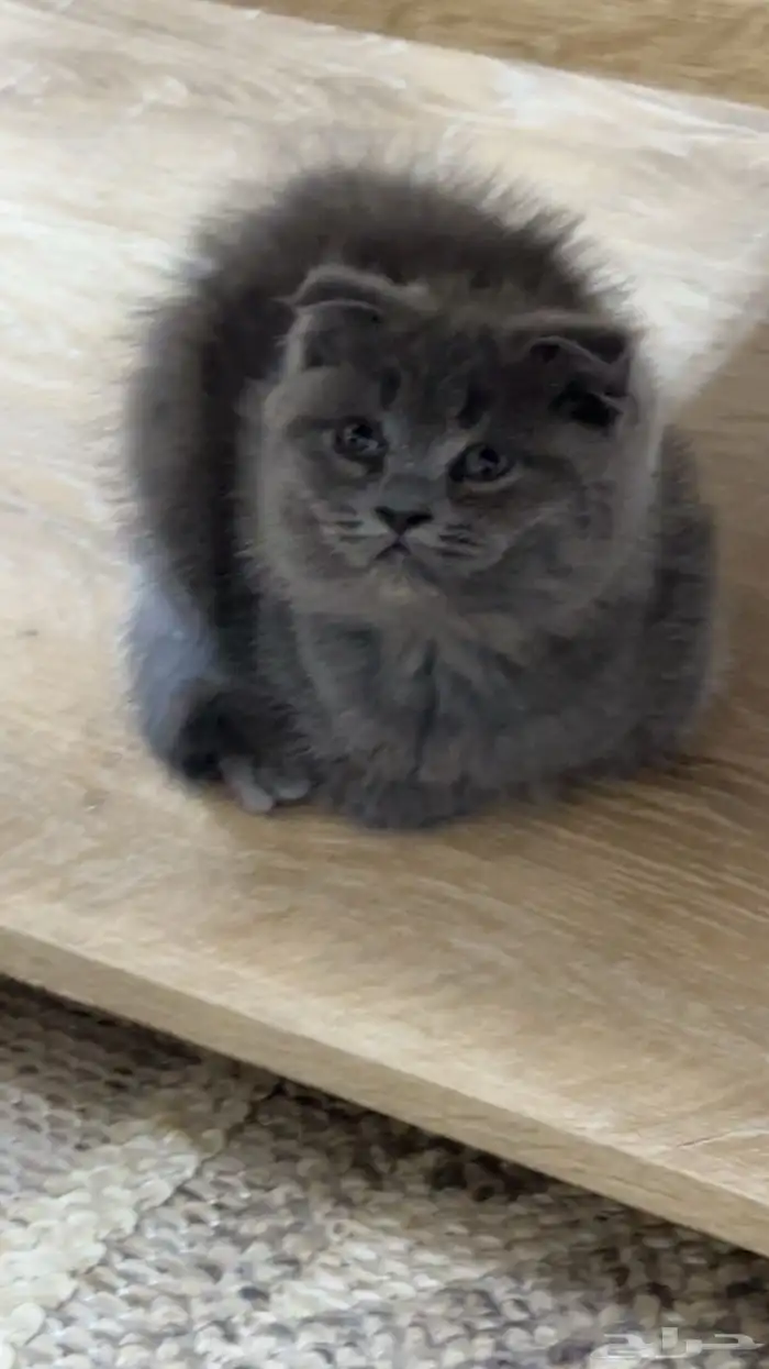 قطط للبيع 2