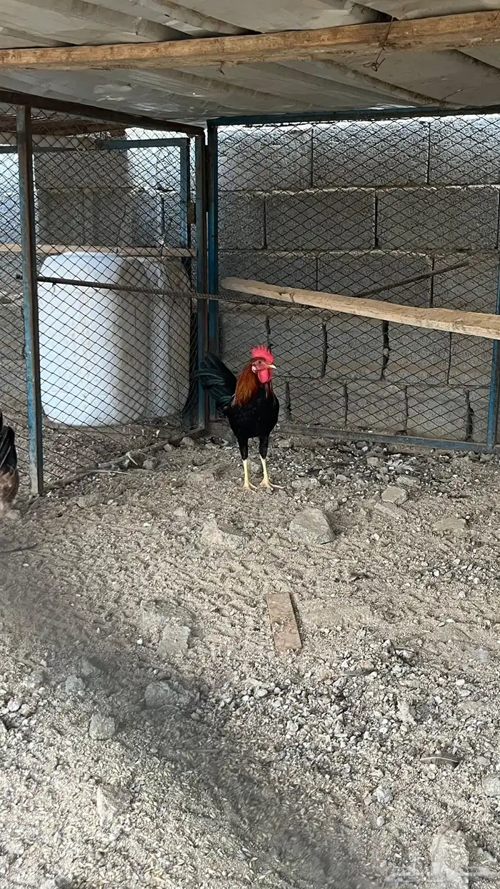 دجاج فري اصيل 2