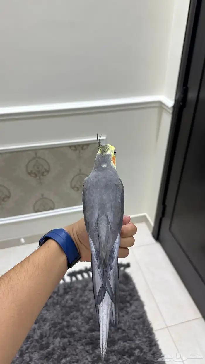 كروان اليف وهدد ومتكلم ( تم البيع) 3