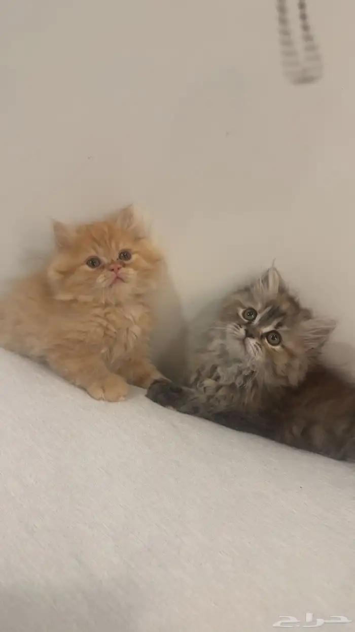 3قطط للبيع اعمارهم 2شهرين ونص 3