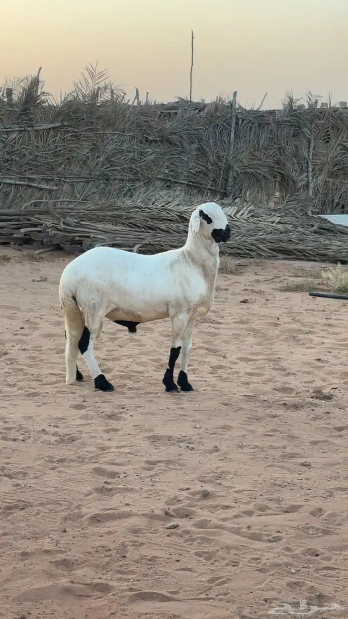 ساكني طيب 1