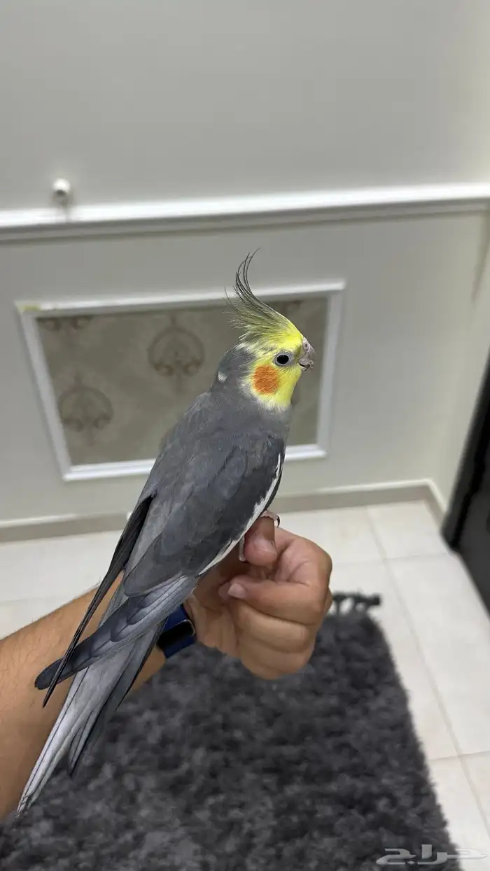 كروان اليف وهدد ومتكلم ( تم البيع) 2