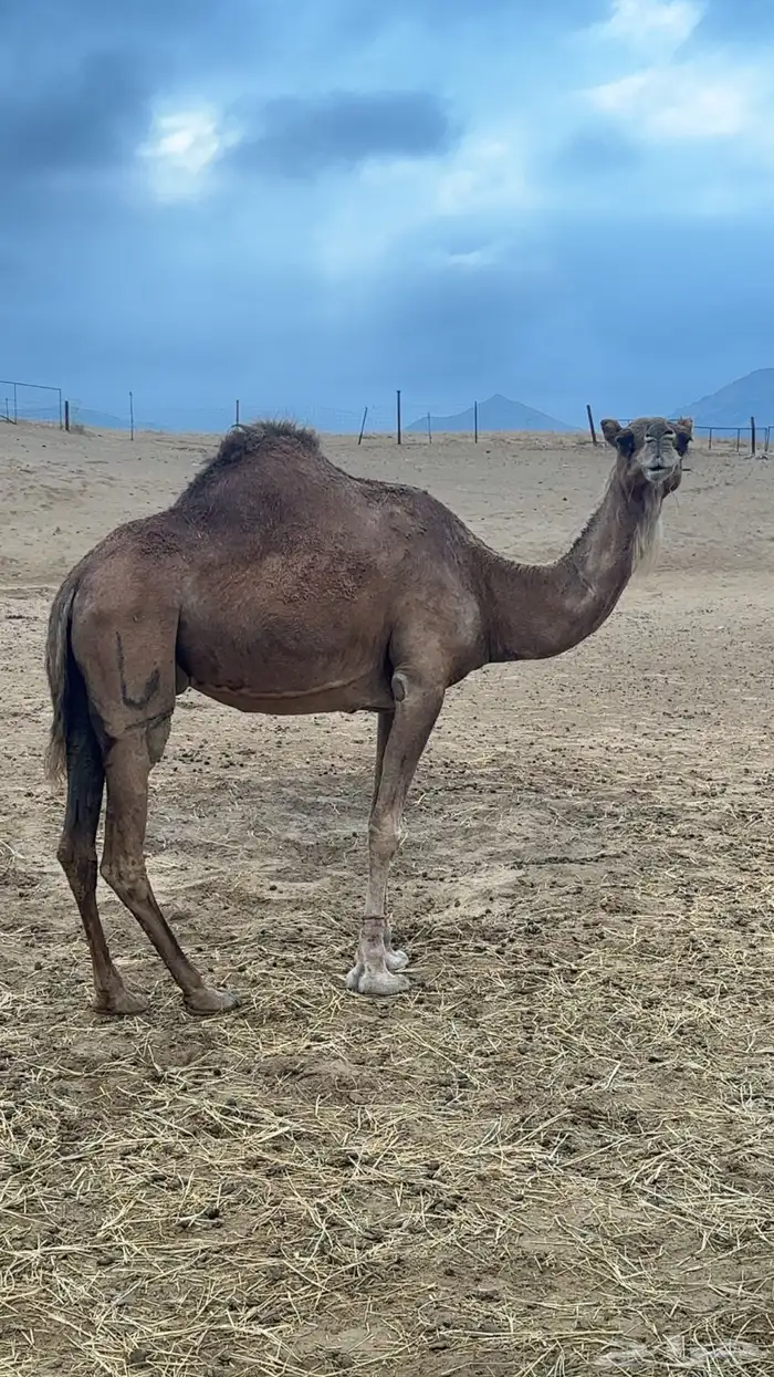 ثلاث ابل للبيع 5