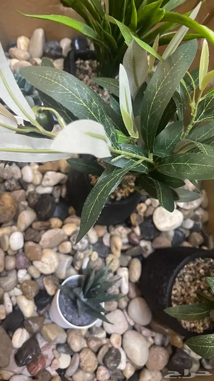 حجر زينه جديد 1