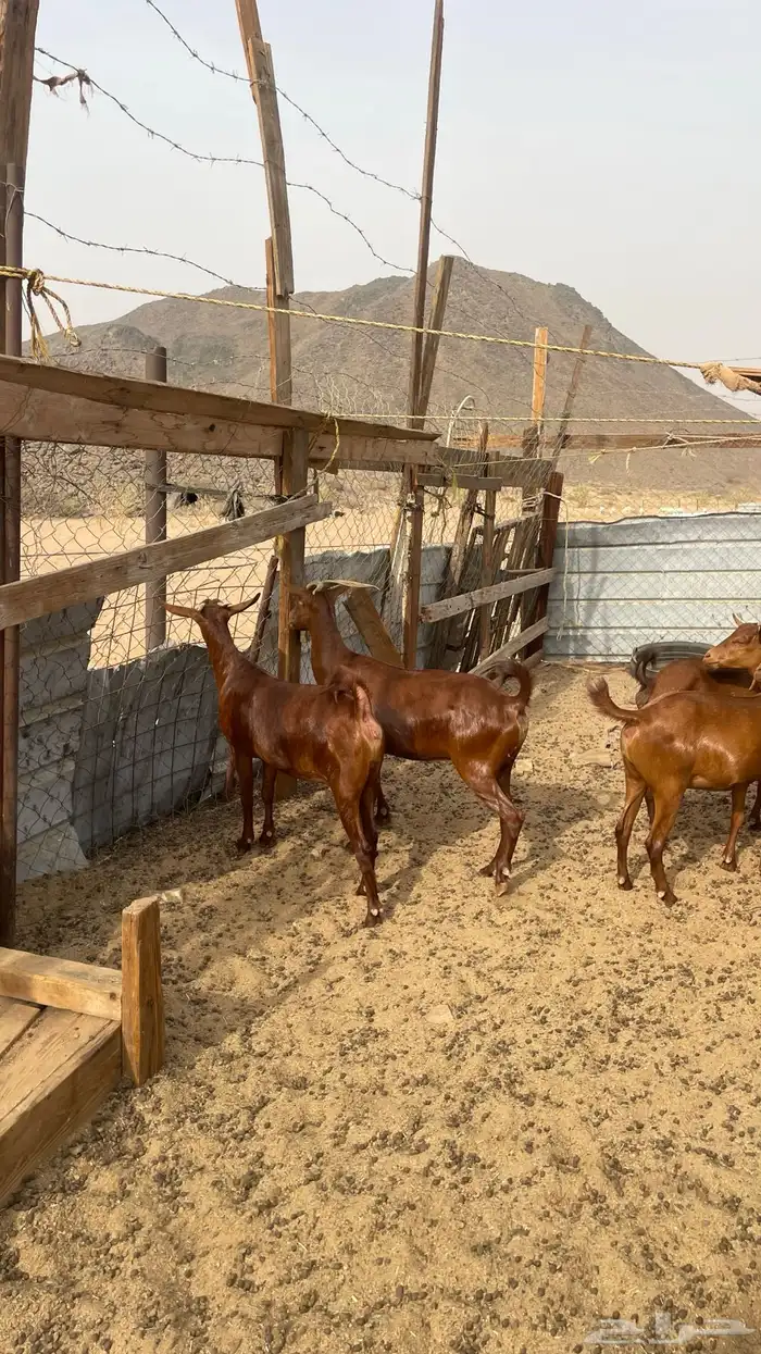 معزا محايليات 2