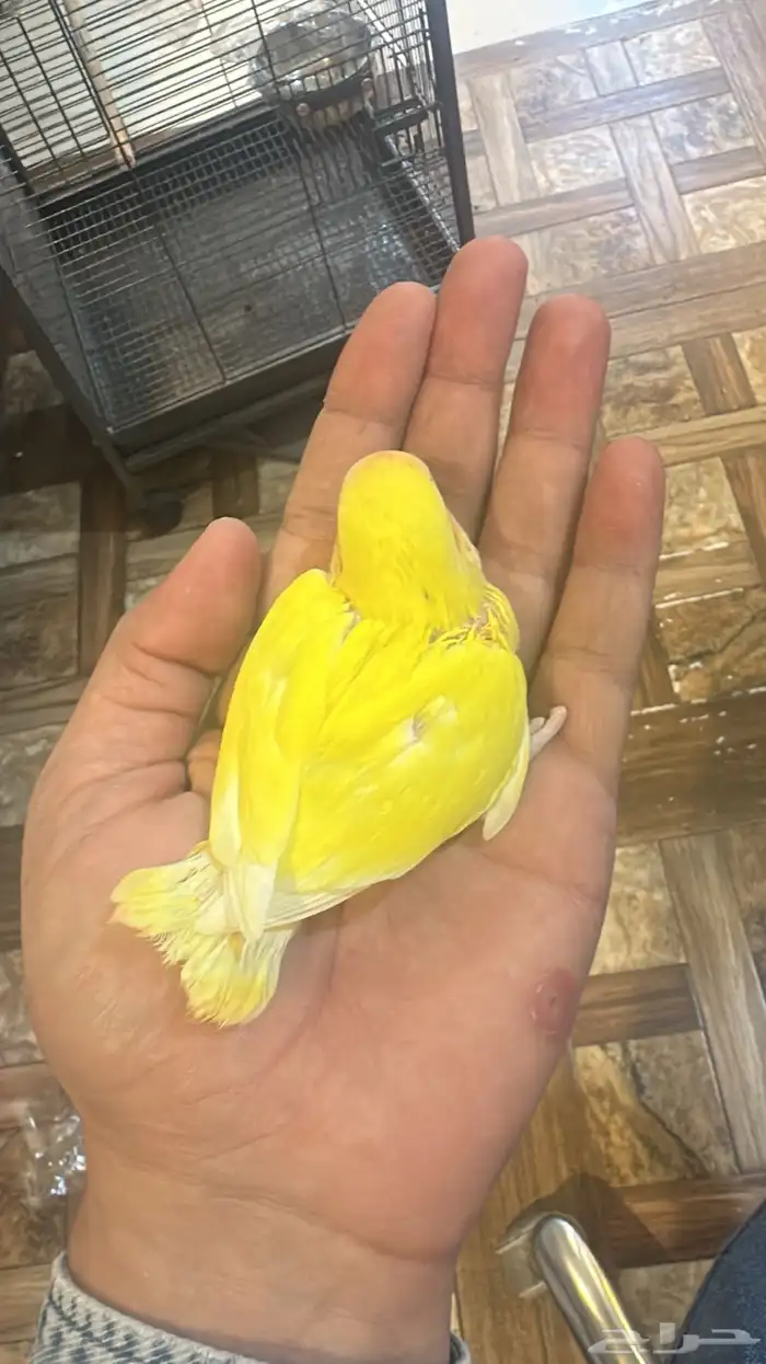 فروخ روز لاتينو 0