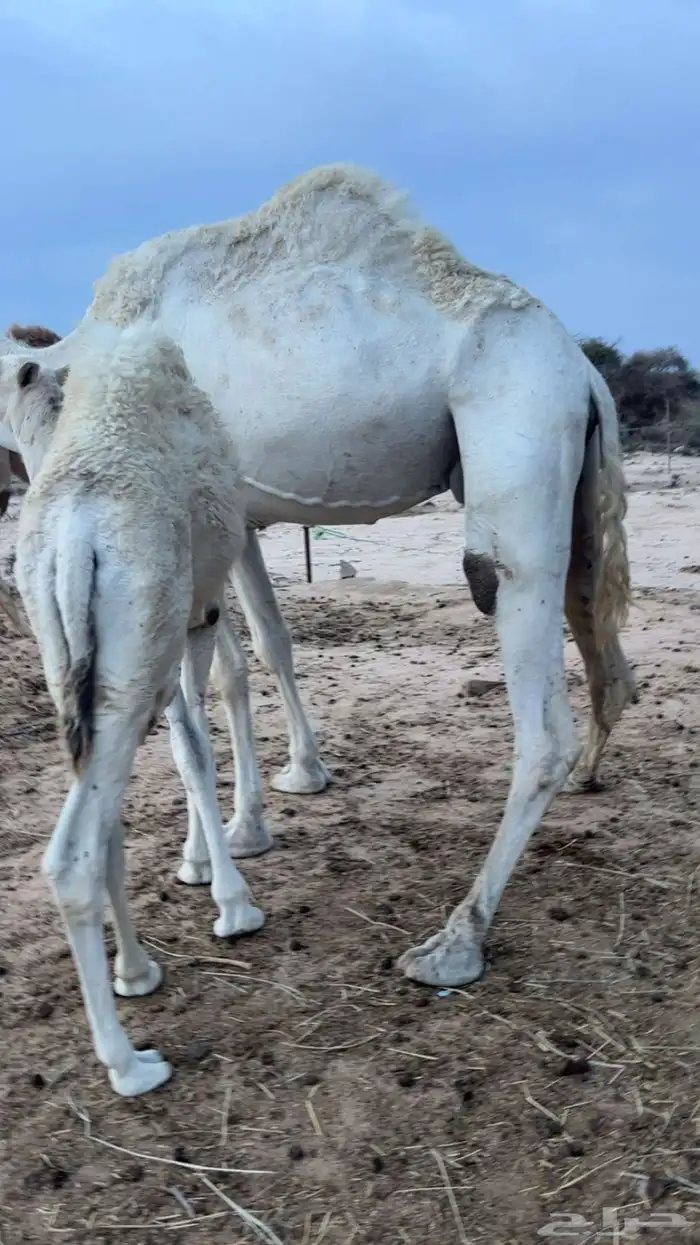 قعود ع الحليب والعشب 4