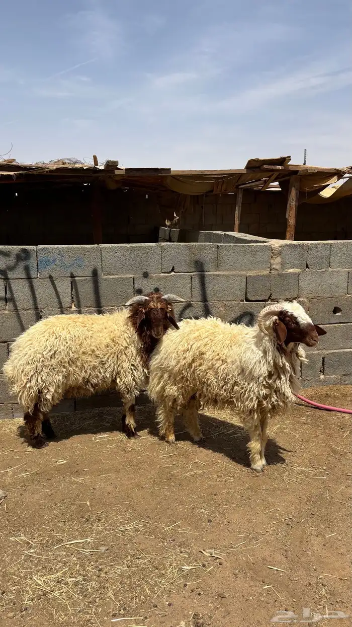 خرفان نعيمي جبره 1