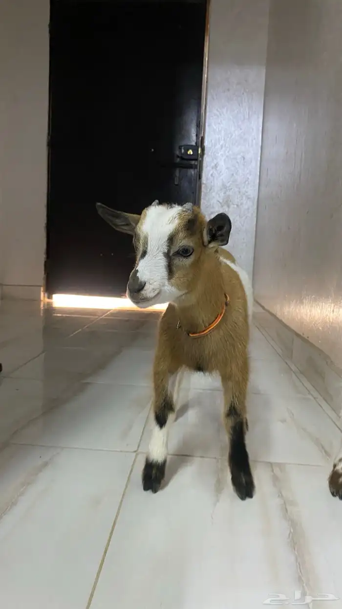 للبيع ماعز قزم اثنين 4