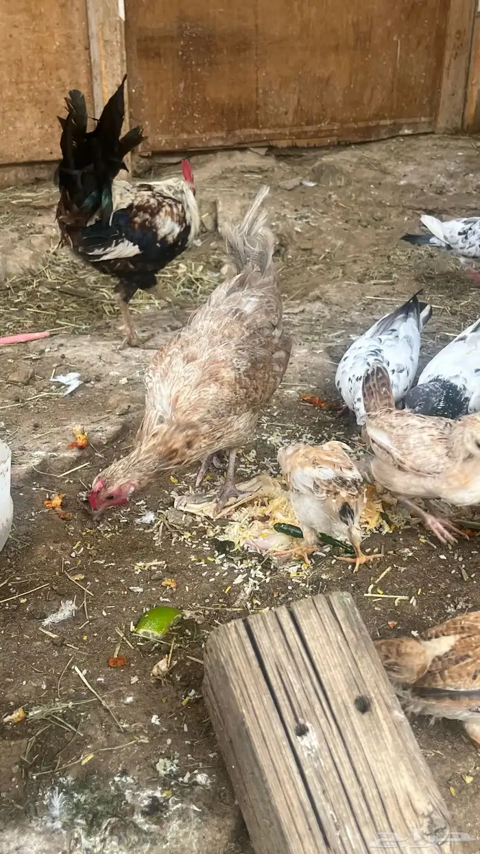 دجاج بلدي 0