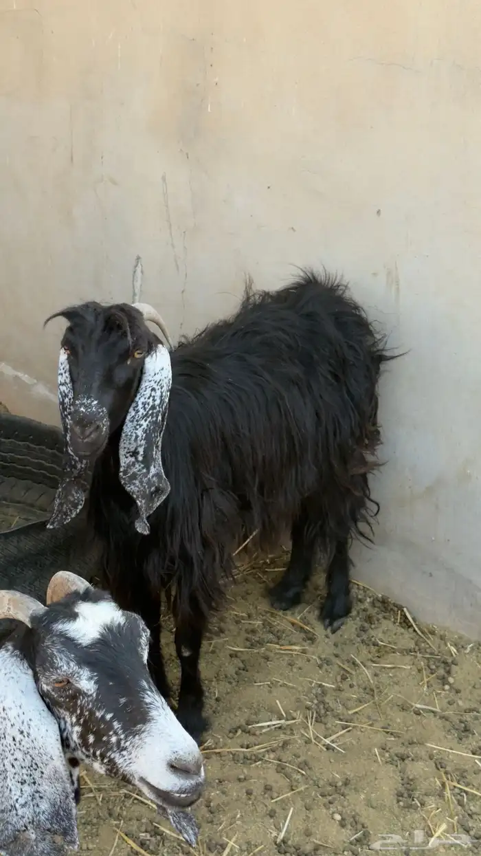 عنز عارضيه 0