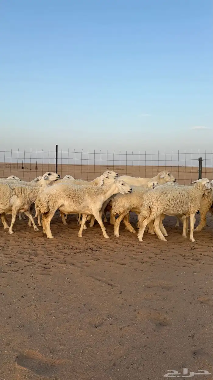 رخال حريات دفيع صنف فاخر حرش 9