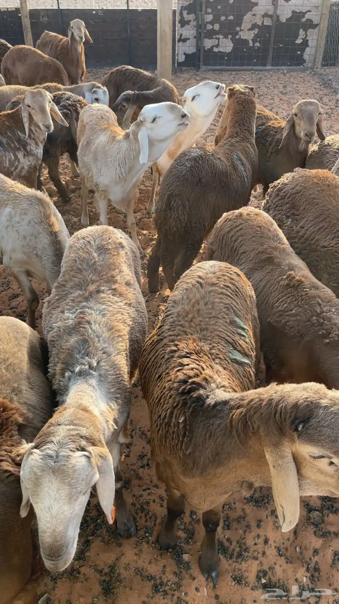 للبيع بهم سواكن جذعان (تم البيع) 0