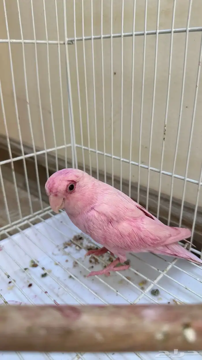 ببغاء روز للبيع 1